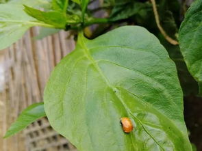 市面上农药灭花大姐大揭秘