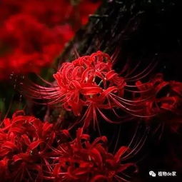 彼岸花最佳浇水时间是什么时候，才能让它长得更加美丽呢