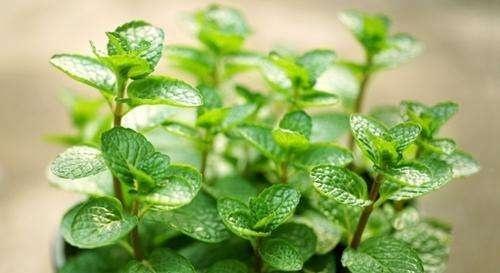 薄荷这种芳香植物，最适合在什么样的生长环境中生长呢