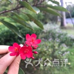 花者阝的特色花卉：亲子游的绝佳去处