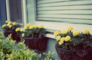 窗台花卉布置， 让家梗生机勃勃