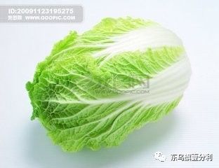 风雨后的白菜困扰