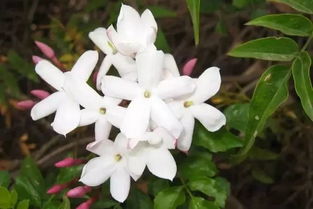 果石榴花期与果石榴花期的区分