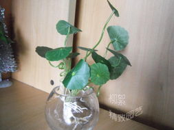 水培铜钱草：水世界的小精灵