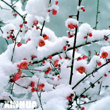 “梅花傲雪，你可知它为何如此坚韧