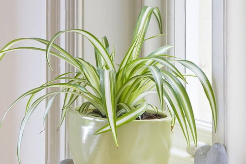 再来吊兰：优雅的空气过滤器