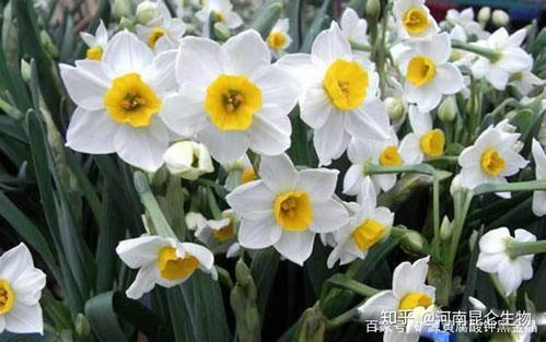 水仙花为何会头重脚轻，枝叶下垂