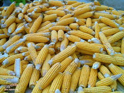 2023年饲料企业收购玉米的价格是多少一斤？