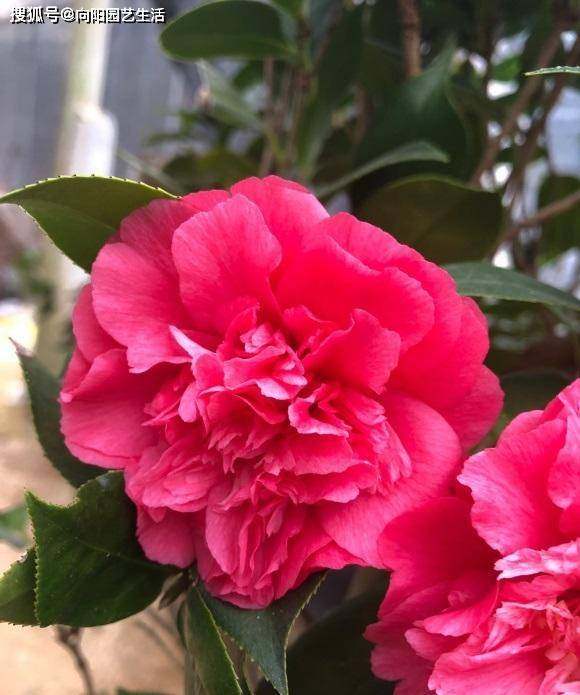 春天是茶花种植的一个好时机