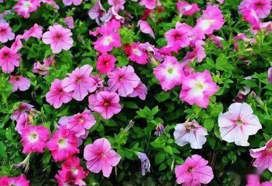 矮牵牛为何会频繁脱落叶子，是土壤、水分、光照还是病虫害导致的呢