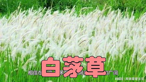 白三叶固土护坡， 省了60%的牧草钱