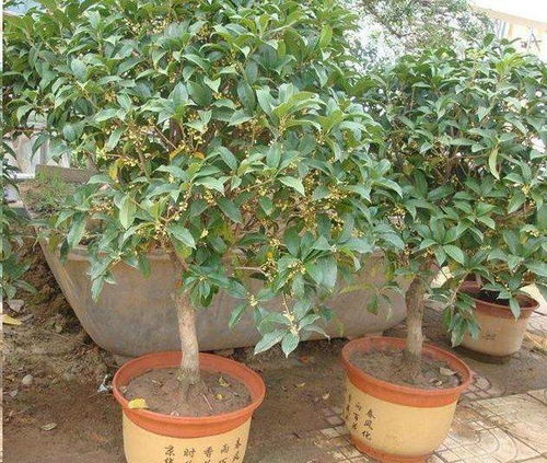 室内养桂指南：揭秘哪种桂树品种让满屋飘香