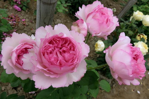 卡利普索月季的美丽传说