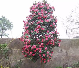 木本植物：冬天的使者