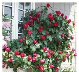 藤本月季品种大盘点：优缺点大揭秘