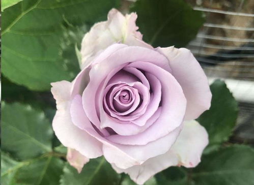 北方冬天的严酷挑战