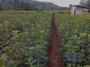 广西苗木大盘点：种类繁多， 美丽壮观