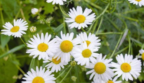 “独领风骚，爱意盎然——唯一之花，情感之选”