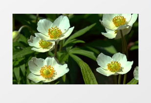 那些让人心动的花草瞬间