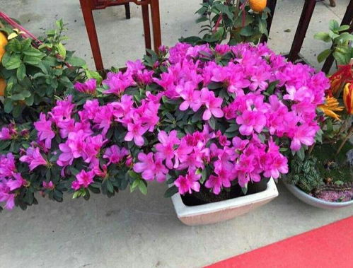 梗多花木社区2.3栽植