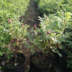 四季玫瑰， 美丽心情的源泉