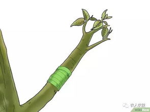 嫁接后的保养：细心呵护是关键