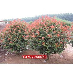 红叶石楠，绿化的好帮手