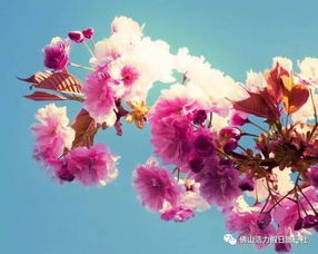 春天的使者——风子花