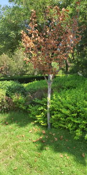 高温和低温：夏季园林植物成长的“两极”考验