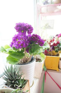 夏季园艺秘籍：如何巧妙储存花卉以延长生命？