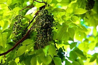 药剂选择， 天然“虫虫特工队”