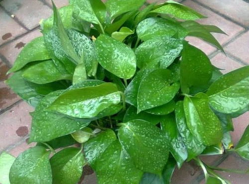 植物叶片脏了怎么清洗才能既干净又保护叶片