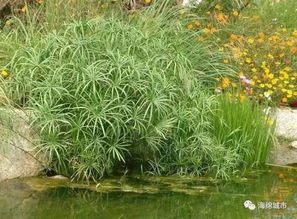 省钱小秘诀：用芦苇代替进口草皮