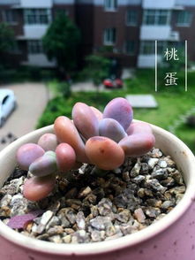 桃蛋上盆：了解上盆方法与养护要点