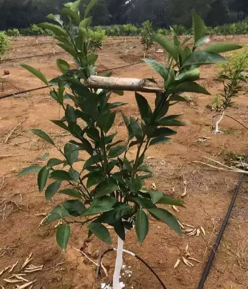 将树干刷石灰是防治病虫害吗？有什么作用