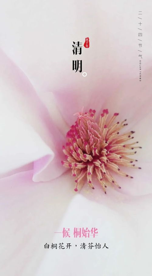 “梧桐花语：高洁、坚韧，寓意美好人生”
