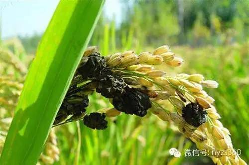 苯醚甲环唑半衰期探究：香蕉与水稻土壤中的应用差异