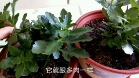 长寿花叶插更快的方法有哪些？有没有什么技巧可以加速生根
