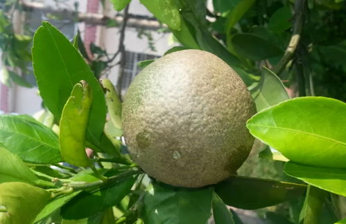 果农的喜悦：红蜘蛛不再猖獗