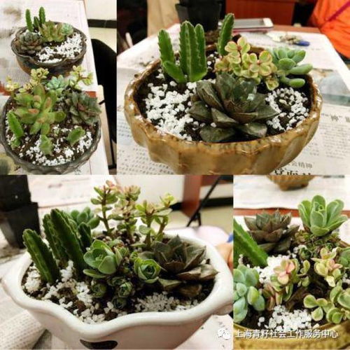 多肉种植秘籍：自制土配植技巧，轻松养出爆美多肉！
