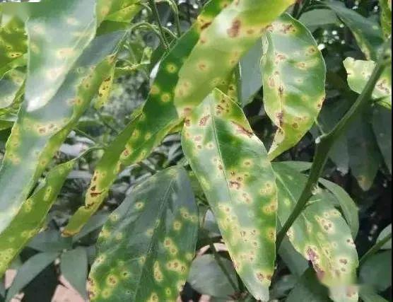 丙环唑的神奇之处