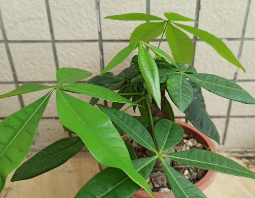 发财树总黄叶烂根，是浇水过多还是太少