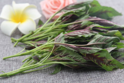 花生地铁苋菜种植那些事儿