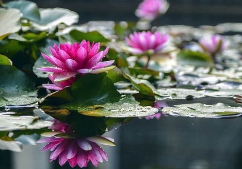 荷花与睡莲：在家养护谁geng简单呢？