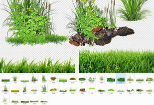 草地的生长与变化