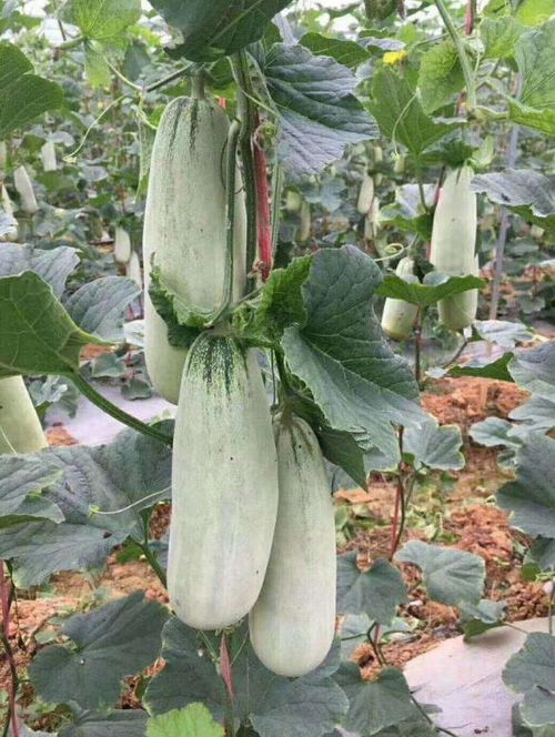 羊角蜜瓜整枝管理有哪些技巧和注意事项