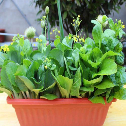 养花心得：因地制宜， 随心所欲