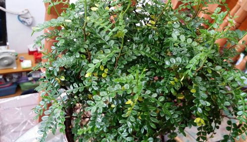 动物粪便肥的使用