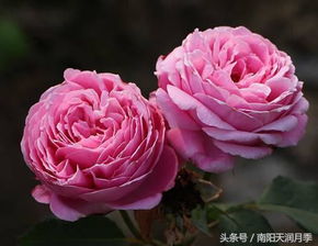 品种多样性的缺失