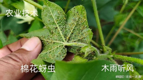 防治棉花蚜虫，注意事项要记牢！